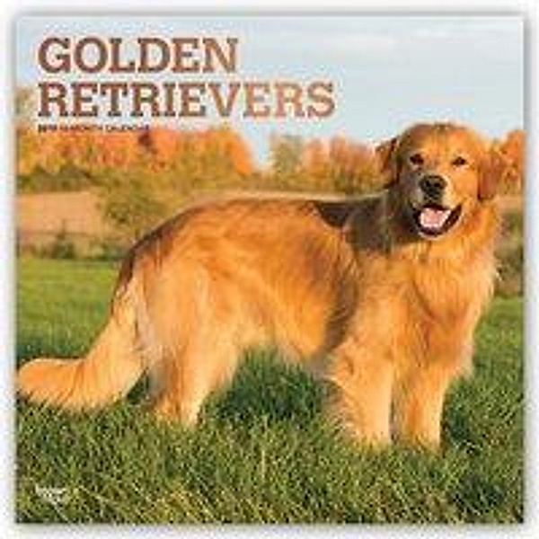 Golden Retrievers 2019 - 18-Monatskalender mit freier DogDay