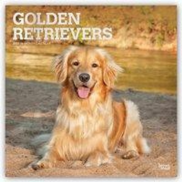 Golden Retrievers 2021 - 16-Monatskalender mit freier DogDays-App, BrownTrout Publisher