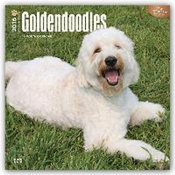 Goldendoodles 2016