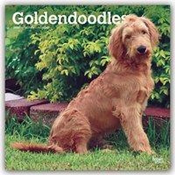 Goldendoodles 2020, BrownTrout Publisher