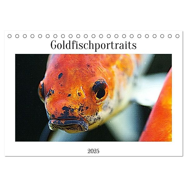 Goldfischportraits (Tischkalender 2025 DIN A5 quer), CALVENDO Monatskalender, Calvendo, Hanne Wirtz