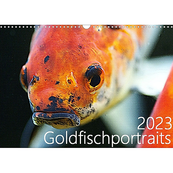 Goldfischportraits (Wandkalender 2023 DIN A3 quer), Hanne Wirtz