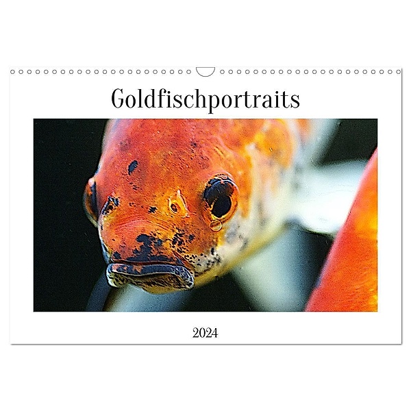Goldfischportraits (Wandkalender 2024 DIN A3 quer), CALVENDO Monatskalender, Hanne Wirtz