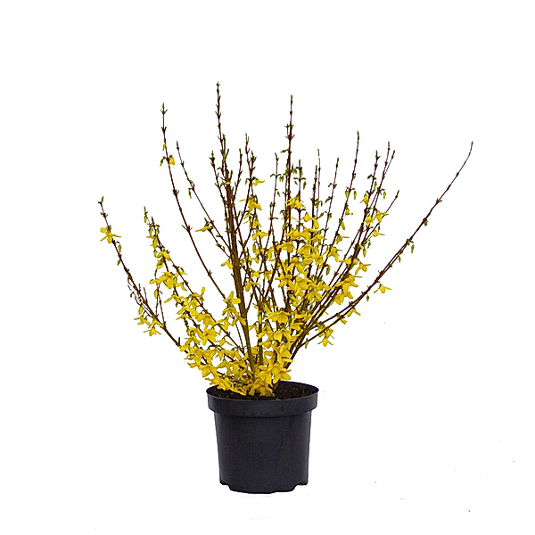 Goldglöckchen (Forsythia), gelb blühend, 1 Pflanze