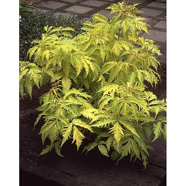 Goldholunder, Sambucus racemosa, 1 Strauch