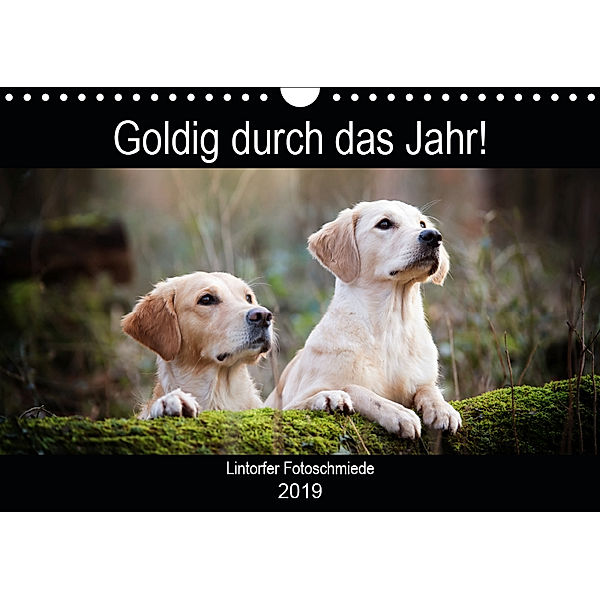 Goldig durch das Jahr! (Wandkalender 2019 DIN A4 quer), Jennifer Bohlmann