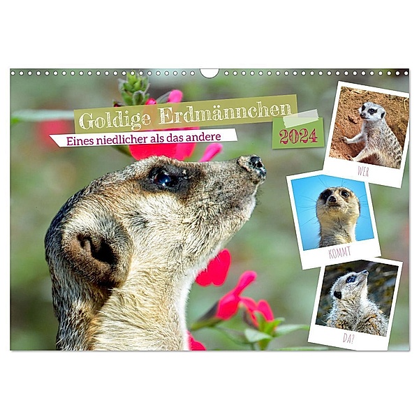 Goldige Erdmännchen (Wandkalender 2024 DIN A3 quer), CALVENDO Monatskalender, Claudia Kleemann