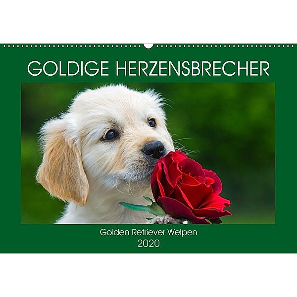 Goldige Herzensbrecher - Golden Retriever Welpen (Wandkalender 2020 DIN A2 quer), Sigrid Starick