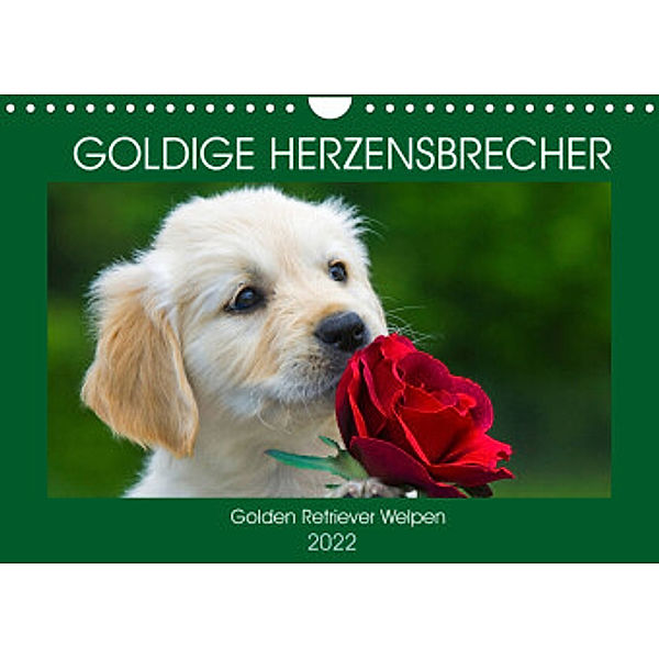 Goldige Herzensbrecher - Golden Retriever Welpen (Wandkalender 2022 DIN A4 quer), Sigrid Starick