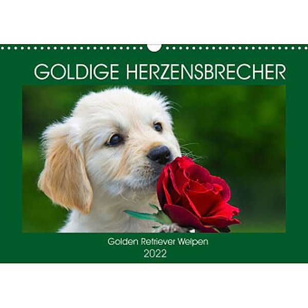 Goldige Herzensbrecher - Golden Retriever Welpen (Wandkalender 2022 DIN A3 quer), Sigrid Starick