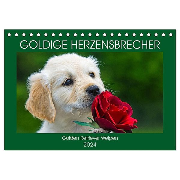 Goldige Herzensbrecher - Golden Retriever Welpen (Tischkalender 2024 DIN A5 quer), CALVENDO Monatskalender, Sigrid Starick