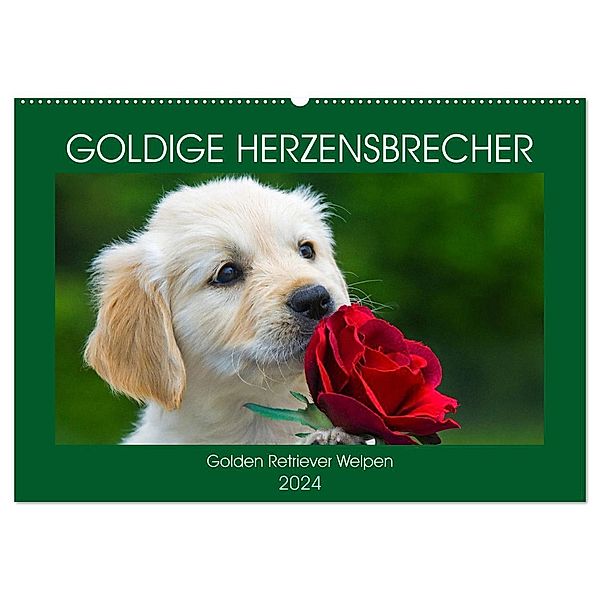 Goldige Herzensbrecher - Golden Retriever Welpen (Wandkalender 2024 DIN A2 quer), CALVENDO Monatskalender, Sigrid Starick