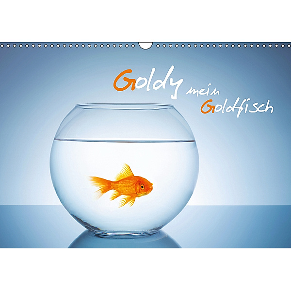 Goldy - mein Goldfisch (Wandkalender 2019 DIN A3 quer), rclassen