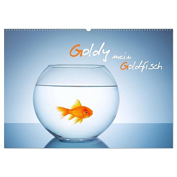 Goldy - mein Goldfisch (Wandkalender 2024 DIN A2 quer), CALVENDO Monatskalender, rclassen