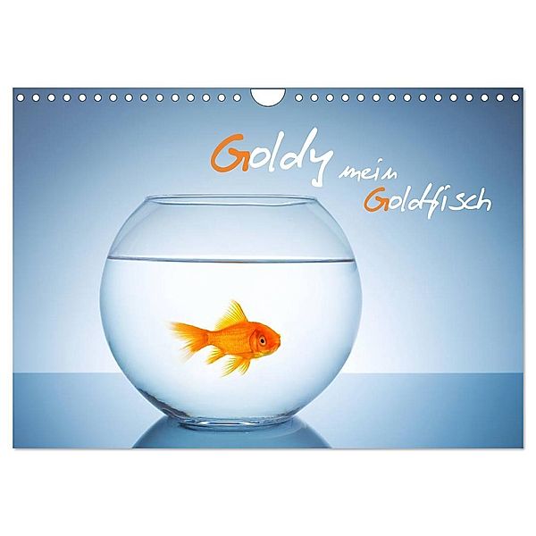 Goldy - mein Goldfisch (Wandkalender 2024 DIN A4 quer), CALVENDO Monatskalender, rclassen