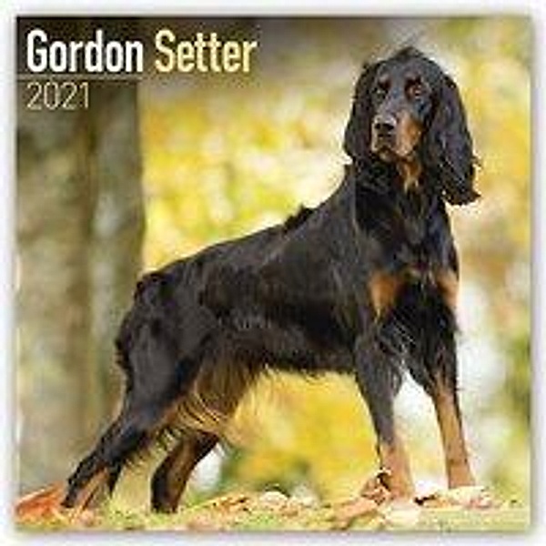 Gordon Setter 2021, Avonside Publishing