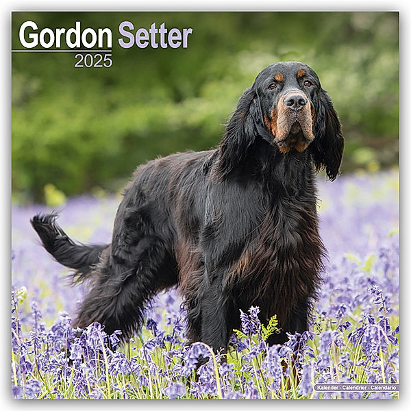 Gordon Setter 2025 - 16-Monatskalender, Avonside Publishing Ltd