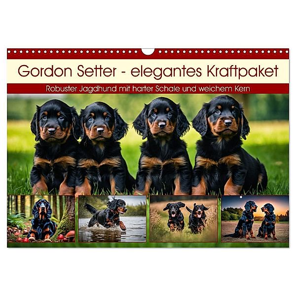 Gordon Setter - elegantes Kraftpaket (Wandkalender 2025 DIN A3 quer), CALVENDO Monatskalender, Calvendo, Claudia Kleemann