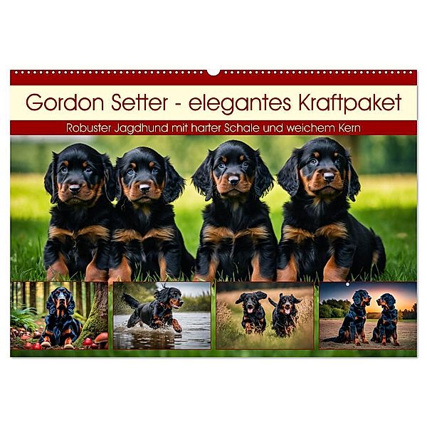 Gordon Setter - elegantes Kraftpaket (Wandkalender 2025 DIN A2 quer), CALVENDO Monatskalender, Calvendo, Claudia Kleemann