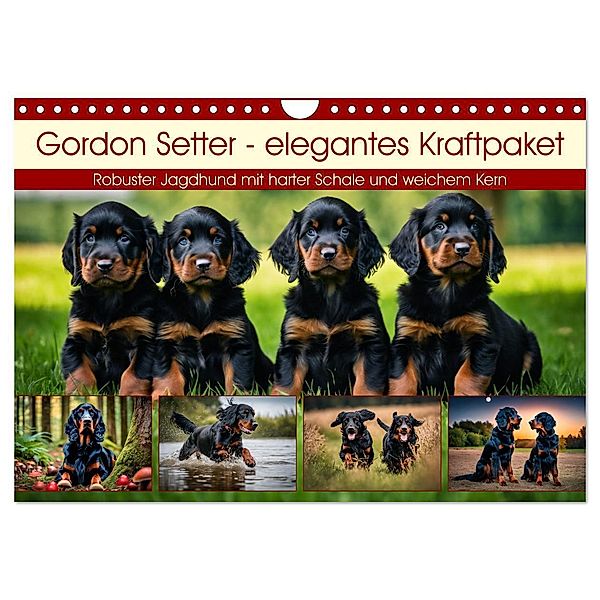 Gordon Setter - elegantes Kraftpaket (Wandkalender 2025 DIN A4 quer), CALVENDO Monatskalender, Calvendo, Claudia Kleemann