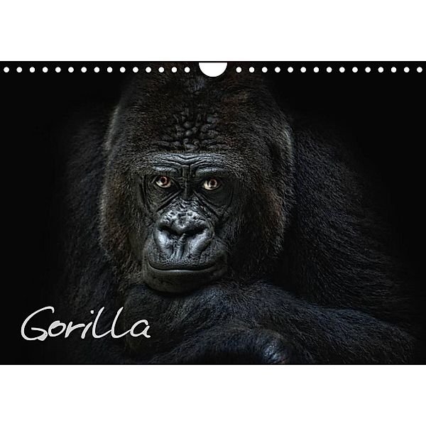 Gorilla (Wandkalender 2023 DIN A4 quer), Joachim Pinkawa / Jo.PinX