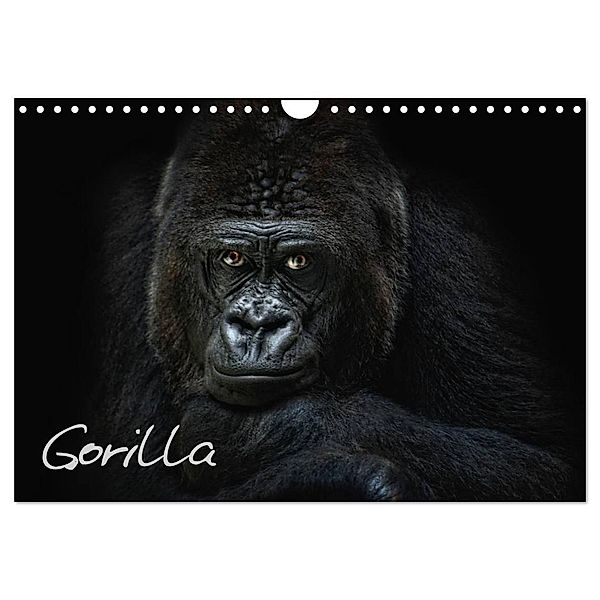 Gorilla (Wandkalender 2024 DIN A4 quer), CALVENDO Monatskalender, Joachim Pinkawa / Jo.PinX