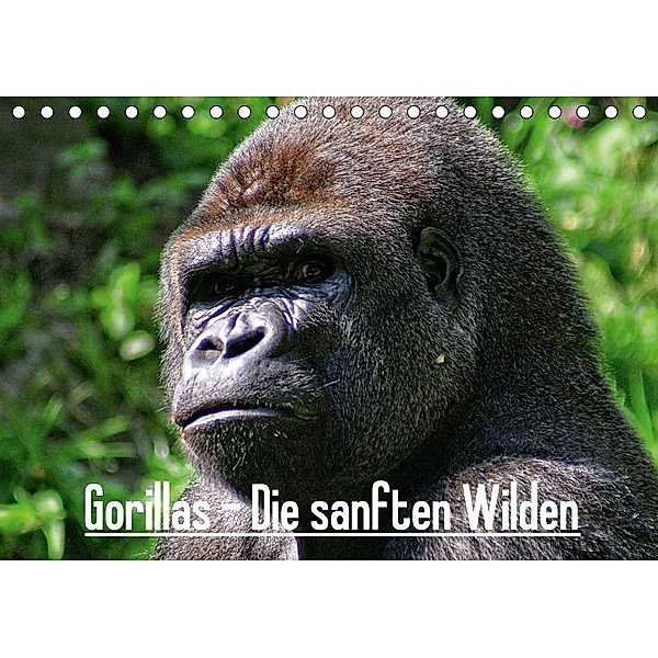 Gorillas - Die sanften Wilden (Tischkalender 2017 DIN A5 quer), Peter Hebgen