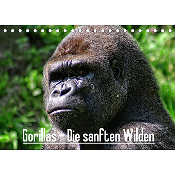 Gorillas - Die sanften Wilden (Tischkalender 2022 DIN A5 quer), Peter Hebgen