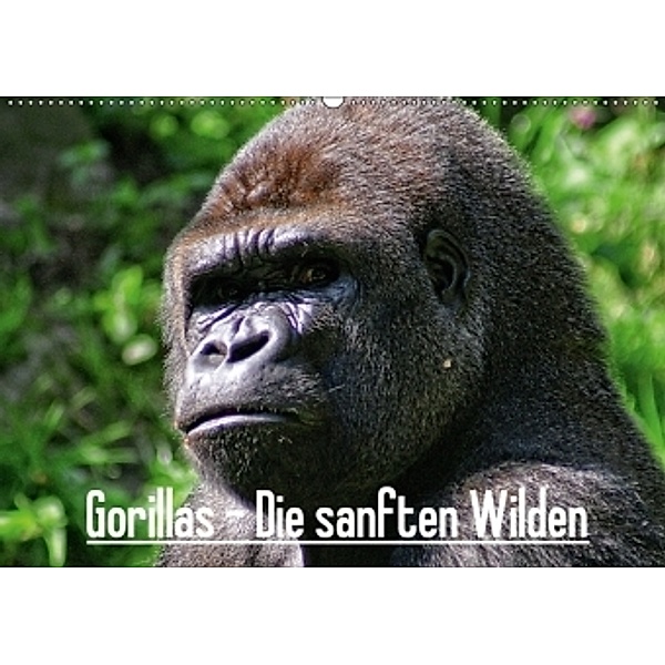 Gorillas - Die sanften Wilden (Wandkalender 2017 DIN A2 quer), Peter Hebgen
