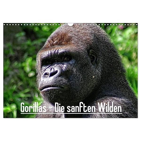 Gorillas - Die sanften Wilden (Wandkalender 2024 DIN A3 quer), CALVENDO Monatskalender, Peter Hebgen