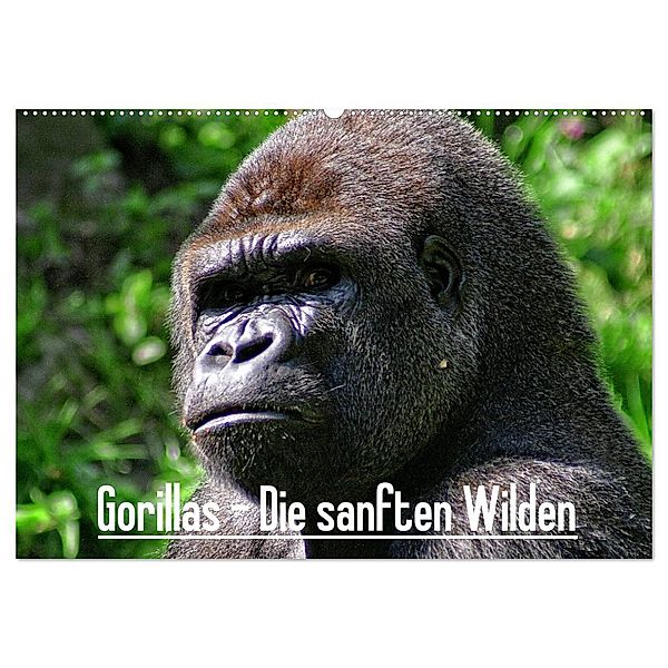 Gorillas - Die sanften Wilden (Wandkalender 2025 DIN A2 quer), CALVENDO Monatskalender, Calvendo, Peter Hebgen