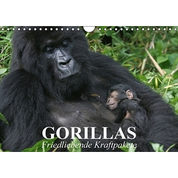 Gorillas. Friedliebende Kraftpakete (Wandkalender 2016 DIN A4 quer), Elisabeth Stanzer