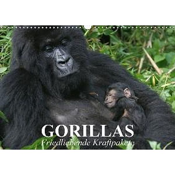 Gorillas. Friedliebende Kraftpakete (Wandkalender 2017 DIN A3 quer), Elisabeth Stanzer