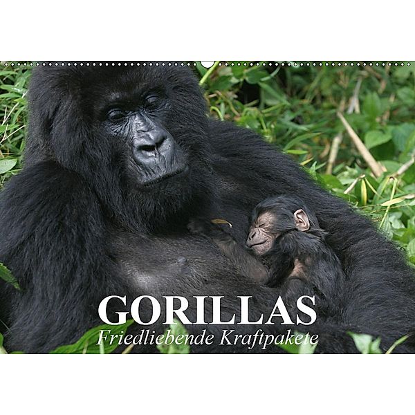 Gorillas. Friedliebende Kraftpakete (Wandkalender 2020 DIN A2 quer), Elisabeth Stanzer