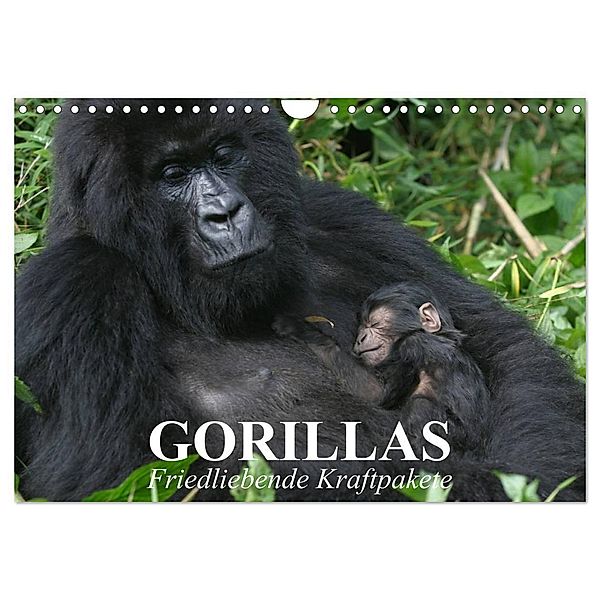 Gorillas. Friedliebende Kraftpakete (Wandkalender 2024 DIN A4 quer), CALVENDO Monatskalender, Elisabeth Stanzer