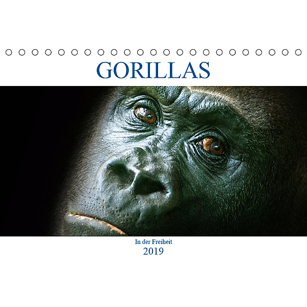 Gorillas - In der Freiheit (Tischkalender 2019 DIN A5 quer), Boris Robert