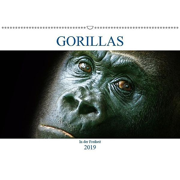 Gorillas - In der Freiheit (Wandkalender 2019 DIN A2 quer), Boris Robert