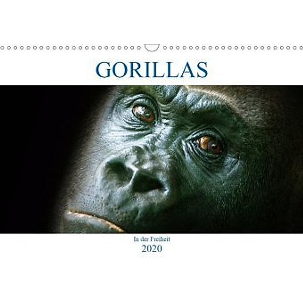 Gorillas - In der Freiheit (Wandkalender 2020 DIN A3 quer), Boris Robert