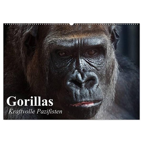 Gorillas. Kraftvolle Pazifisten (Wandkalender 2024 DIN A2 quer), CALVENDO Monatskalender, Elisabeth Stanzer