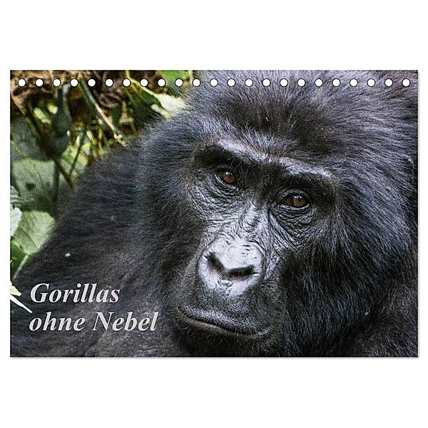 Gorillas ohne Nebel (Tischkalender 2024 DIN A5 quer), CALVENDO Monatskalender, Helmut Gulbins