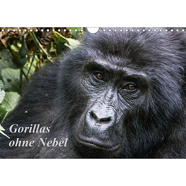 Gorillas ohne Nebel (Wandkalender 2020 DIN A4 quer), Helmut Gulbins