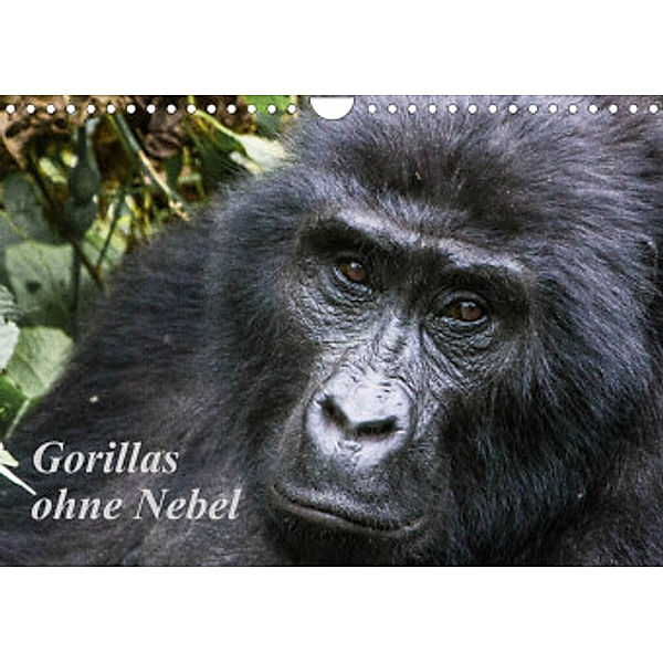 Gorillas ohne Nebel (Wandkalender 2022 DIN A4 quer), Helmut Gulbins