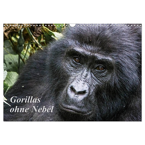 Gorillas ohne Nebel (Wandkalender 2024 DIN A3 quer), CALVENDO Monatskalender, Helmut Gulbins