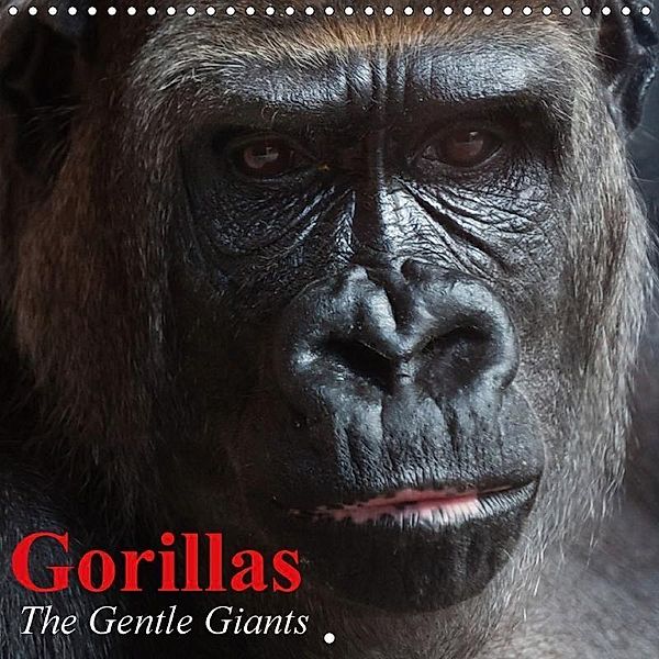 Gorillas - The Gentle Giants (Wall Calendar 2017 300 × 300 mm Square), Elisabeth Stanzer