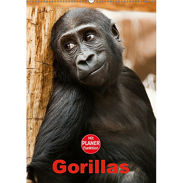 Gorillas (Wandkalender 2019 DIN A2 hoch), Elisabeth Stanzer