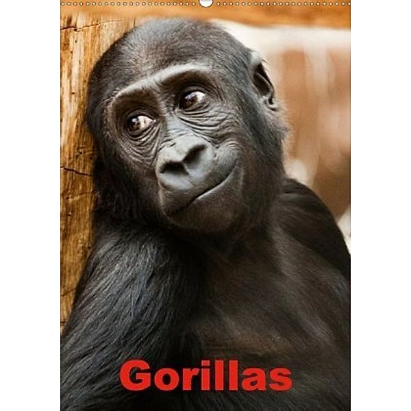 Gorillas (Wandkalender 2020 DIN A2 hoch), Elisabeth Stanzer