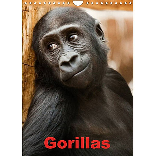 Gorillas (Wandkalender 2022 DIN A4 hoch), Elisabeth Stanzer