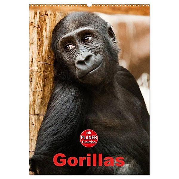Gorillas (Wandkalender 2024 DIN A2 hoch), CALVENDO Monatskalender, Elisabeth Stanzer