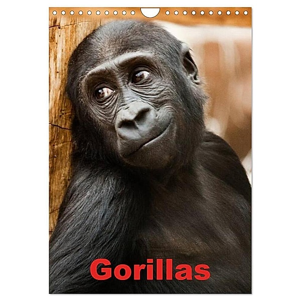 Gorillas (Wandkalender 2024 DIN A4 hoch), CALVENDO Monatskalender, Elisabeth Stanzer