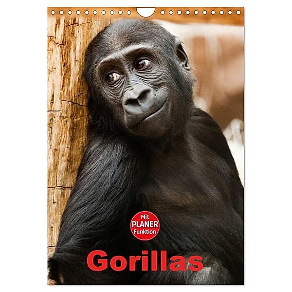 Gorillas (Wandkalender 2024 DIN A4 hoch), CALVENDO Monatskalender, Elisabeth Stanzer